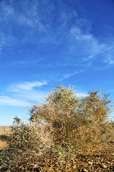 Bush in the  desert  africa dune — Stock Photo, Image