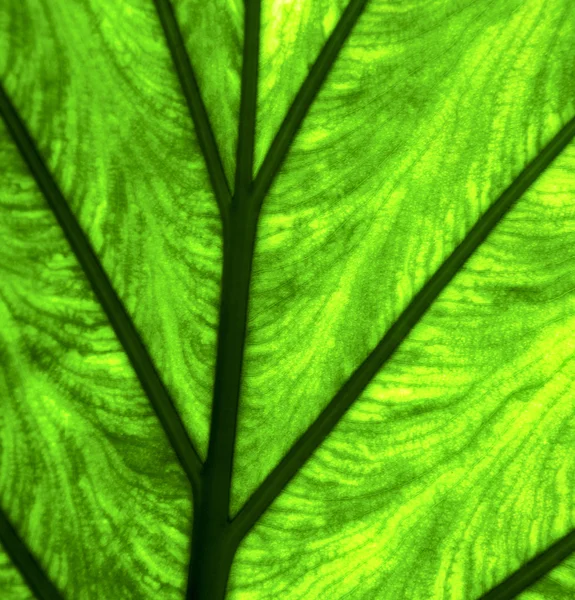 Abstract leaf and his veins background  macro close — Stock Photo, Image