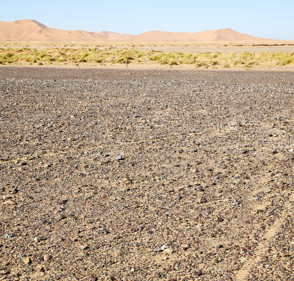 Arbusto viejo fósil en el desierto de morocco sahara y roca ston —  Fotos de Stock