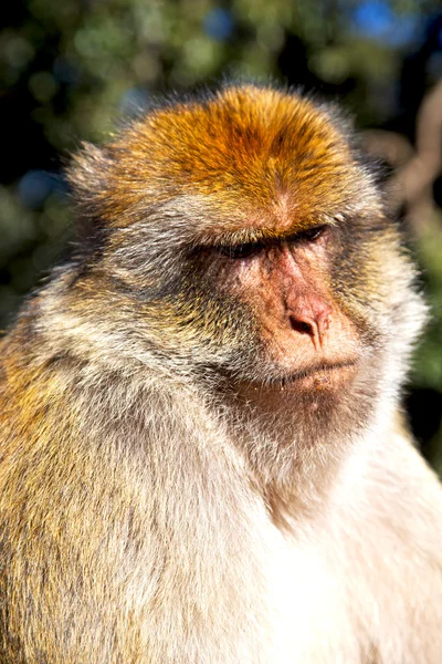Μαϊμού στο Μαρόκο Αφρικής και φυσικό υπόβαθρο πανίδα σε κοντινό πλάνο — Φωτογραφία Αρχείου