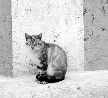 Afrika Fas ve evin arka planda yalnız kedi