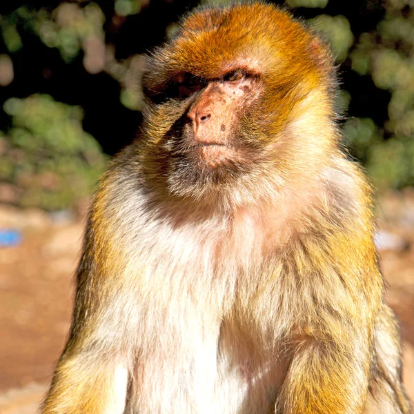 Viejo mono en África morocco y fauna de fondo natural cerrar — Foto de Stock