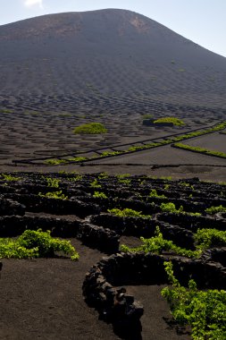 La geria duvar üzüm yetiştirme  