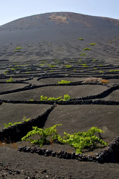 La geria mur viticulture cave lanzarote espagne vis de vigne — Photo