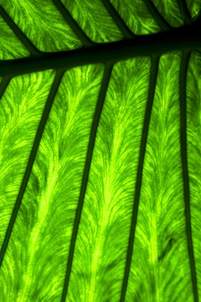 Abstract  background  macro     leaf and his veins in the light — Stock Photo, Image