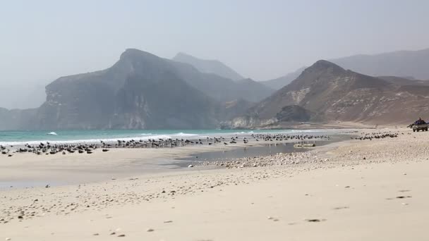 Près de la plage de sable ciel palmier et montagne dans la mer arabique oman la colline — Video