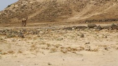 denize yakın yemek deve