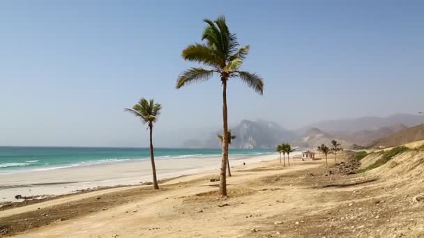 Near sandy beach sky  palm   and mountain in oman arabic sea  the hill — Stock Video