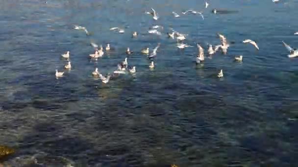 Zeemeeuw in de Arabische Zee en Oceaan vlieg in de buurt van strand heuvel en berg — Stockvideo