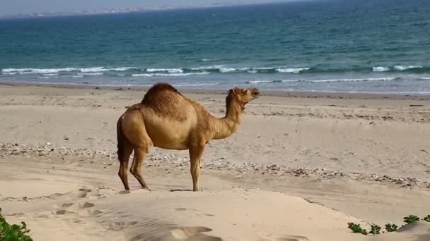 Верблюд їсть біля моря — стокове відео