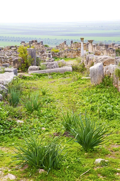 Volubilis в Марокко Африці старі римські погіршення пам'ятника — стокове фото