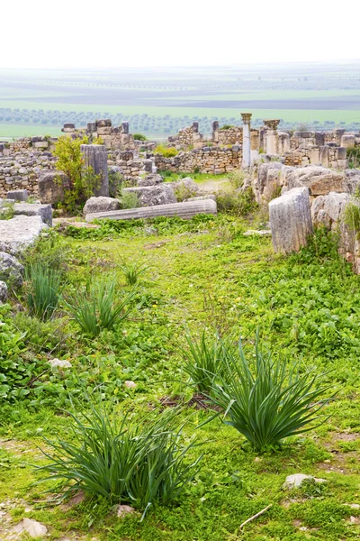 Volubilis in marokko-afrika das altrömische verfallene denkmal — Stockfoto