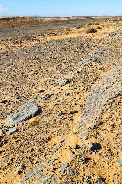 Viejo fósil en el desierto de — Foto de Stock