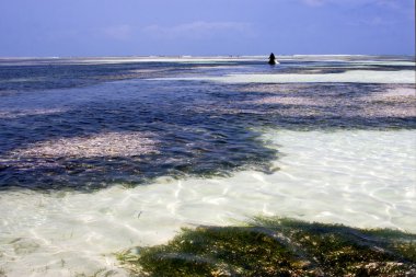  mavi lagün yosununa rahatlamaya zanzibar Afrika