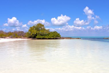 ağaç dalga Meksika 