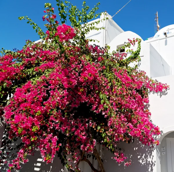 建築ヨーロッパの花キクラデス諸島サントリーニ島旧市街 — ストック写真
