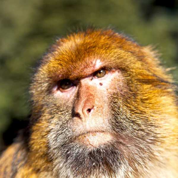 Vecchia scimmia in Africa Morocco e la fauna di sfondo naturale chiudi — Foto Stock