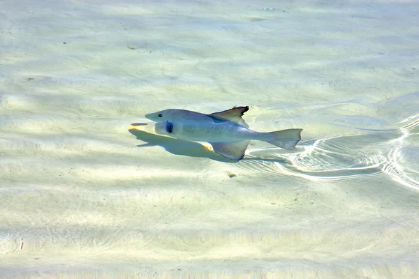 Fisch isla contoy mexiko drop sonnige Welle — Stockfoto