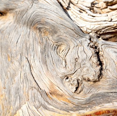 barck soyut yakın çekim bir ağaç renk ve doku