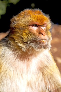  maymun Afrika Fas ve doğal arka plan 