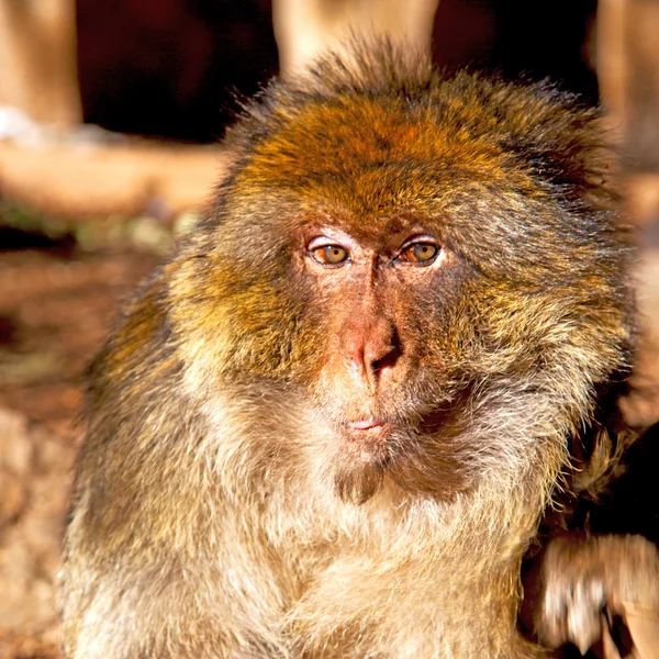 Viejo mono en África morocco y fauna de fondo natural cerrar —  Fotos de Stock