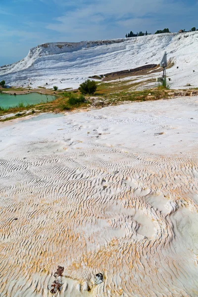 Albero pamukkale unico — Foto Stock