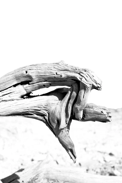 死んだ松植物や地中海の木トルコ ヨーロッパを参照してください。 — ストック写真