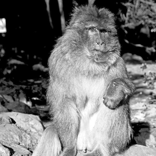 Vecchia scimmia in Africa e sfondo naturale — Foto Stock