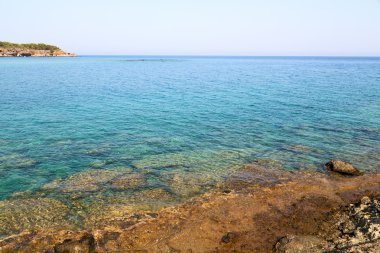 ölü bitki Türkiye Avrupa çam 