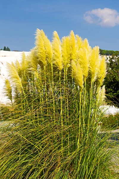 Tree    old calcium bath and travertine water — Stock Photo, Image