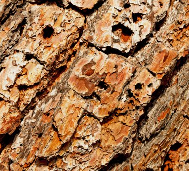 barck soyut yakın çekim bir ağaç renk ve doku