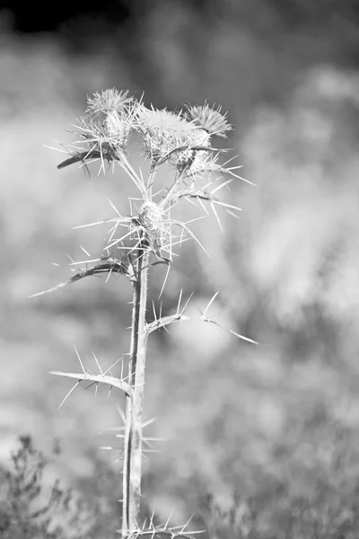 Weiße Blume im Gras und abstrakter Hintergrund — Stockfoto