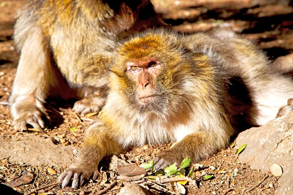 Μπους μαϊμού φόντο πανίδα, κοντινό πλάνο — Φωτογραφία Αρχείου