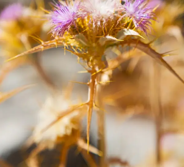 Flor púrpura en la hierba y fondo abstracto —  Fotos de Stock