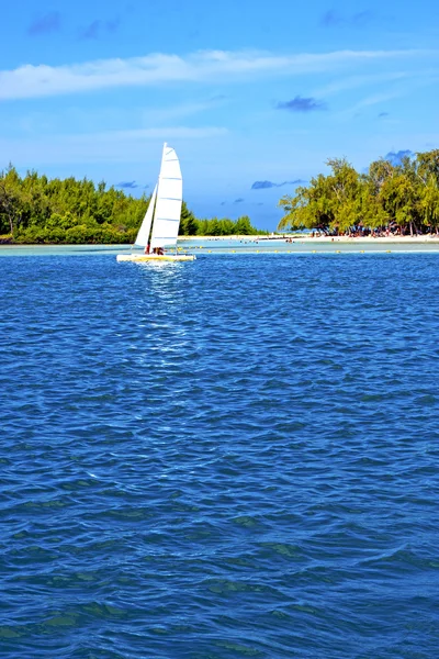 Beach ile du cerfs seaweed in indian sail — Stock Photo, Image