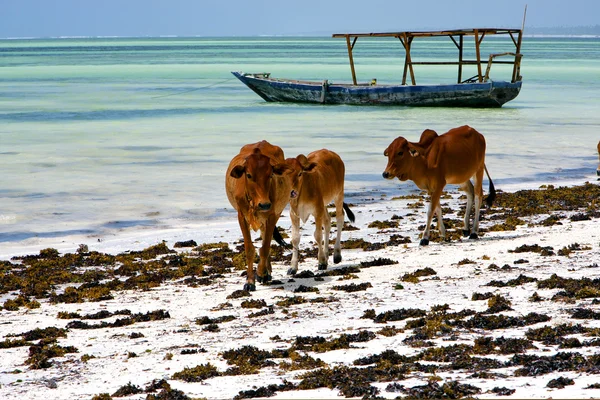 África vaca costa barco pirague na lagoa azul zanzibar — Fotografia de Stock