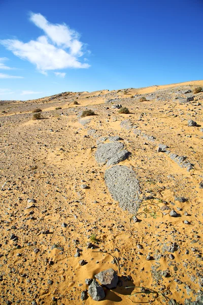 Arbusto velho fóssil no céu e pedra de rocha — Fotografia de Stock