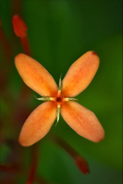 Fleur à bahamas fond nature — Photo