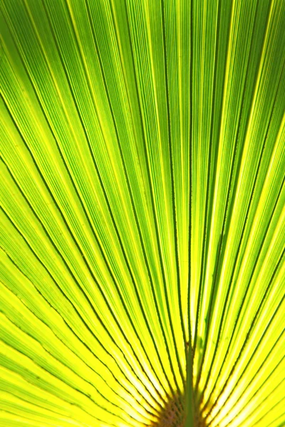 Abstrait feuille verte lumière afrique — Photo