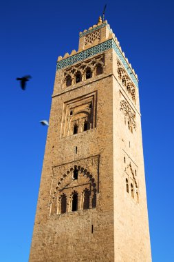   Maroc Afrika Minare ve kuş