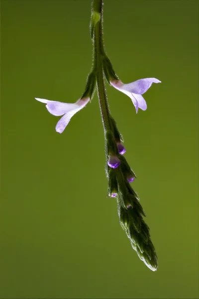 Italy macro close up of  green pink liliacee — Stock Photo, Image