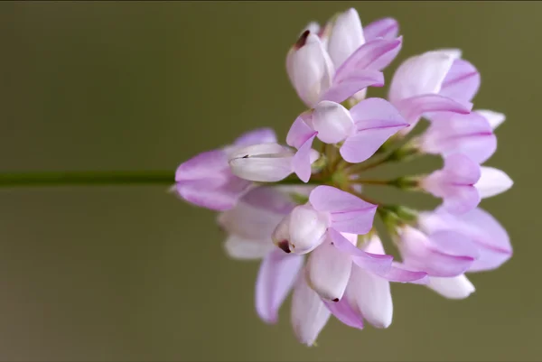 Macro di verde rosa liliacee sfondo leguminosa — Foto Stock