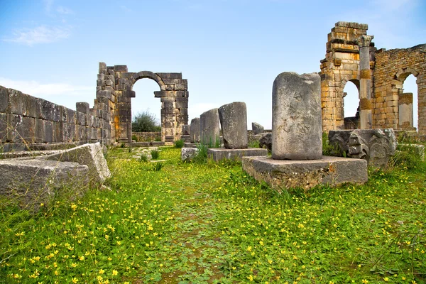 Volubilis Марокко Африки жовта квітка — стокове фото