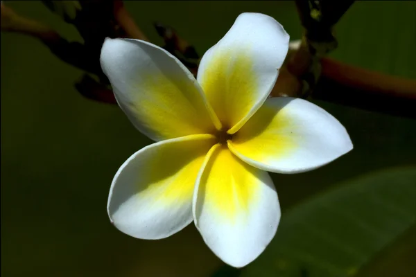 Macro close up    flower in madagascar background nature — Stock Photo, Image