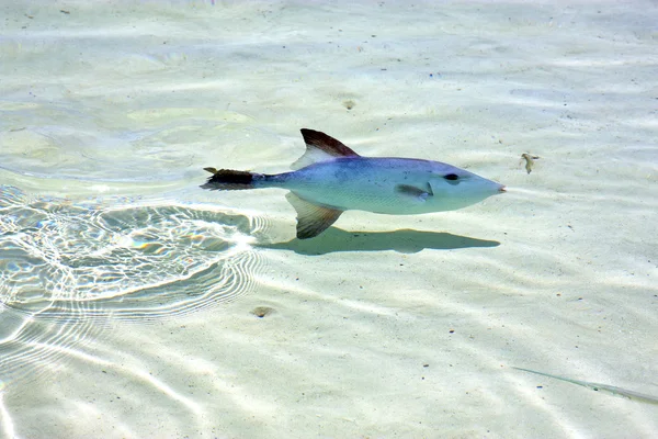 Pequeño pez isla mexicana froath y — Foto de Stock