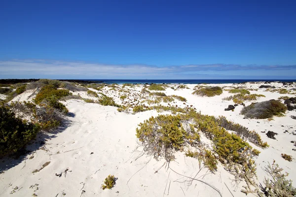 植物西班牙岛白色海滩 — 图库照片