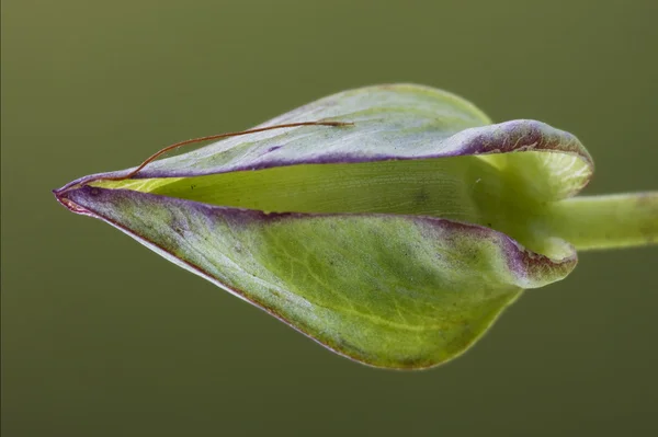 Macro foglia in giardino sfondo natura — Foto Stock