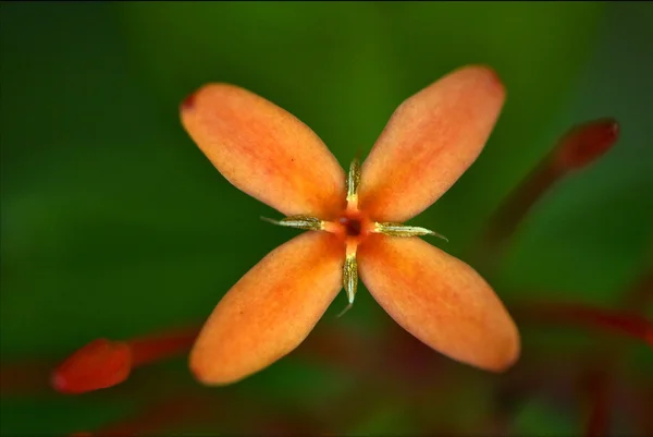 Macro naturaleza cercana —  Fotos de Stock