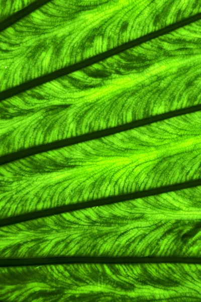 Лист і його вени фон макро крупним планом зеленого чорного — стокове фото