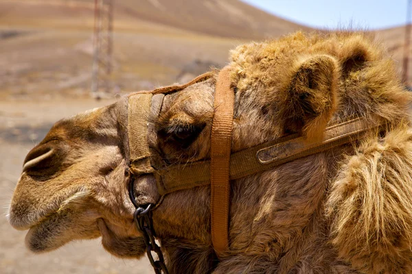 Небо Timanfaya Іспанія Африка Dromedary — стокове фото